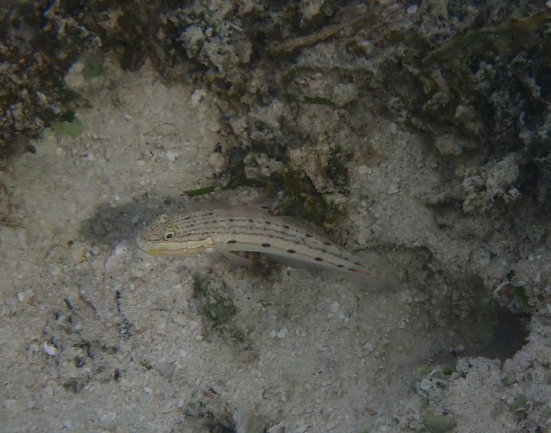 Взрослая особь Valenciennea longipinnis в естественной лагуне