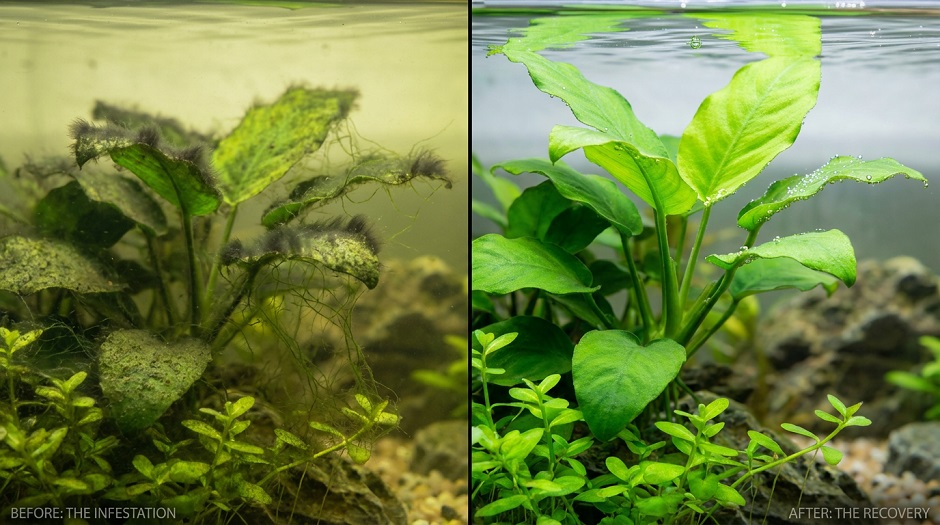 Tetra AlguMin Plus: инструкция по применению, состав и дозировка