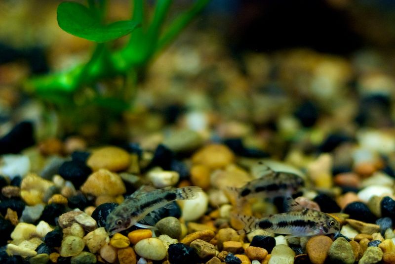 Группа из трех сомиков коридорас хаброзус (Corydoras habrosus) на мелком гравии возле живого аквариумного растения