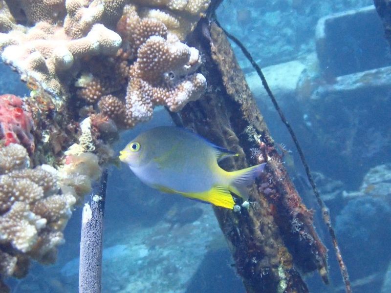 Лимонный амблиглифидодон у ветвей кораллов возле затонувших конструкций