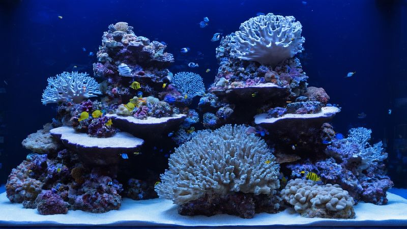 Годами камень просто впитывает избыток металлов, которые попадают в воду с концентрированными микроэлементными добавками и не успевают потребить кораллы