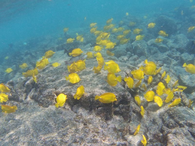 Большая кормовая стая желтых зебрасом (Zebrasoma flavescens) патрулирует каменистое рифовое плато