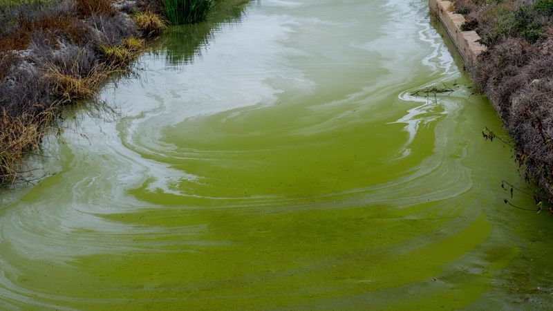 Похожее по цвету цветение воды (на фото – открытый природный водоём, не аквариум) – крайний случай, к которому не стоит доводить: если ваша вода помутнела или заметно позеленела без видимой причины, это повод подменить её раньше графика, не дожидаясь «своего» дня по расписанию