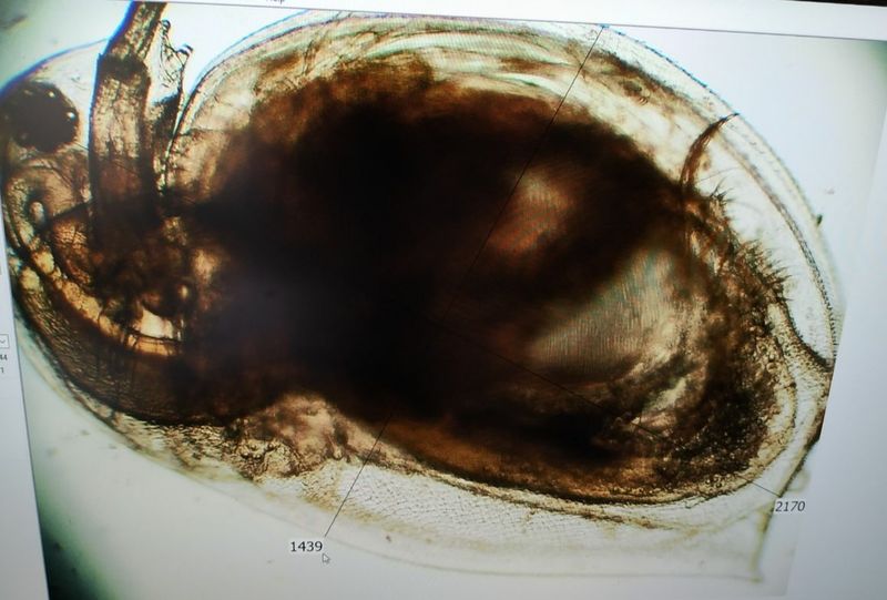 Дафния Daphnia magna — живой корм для шоколадного гурами в аквариуме