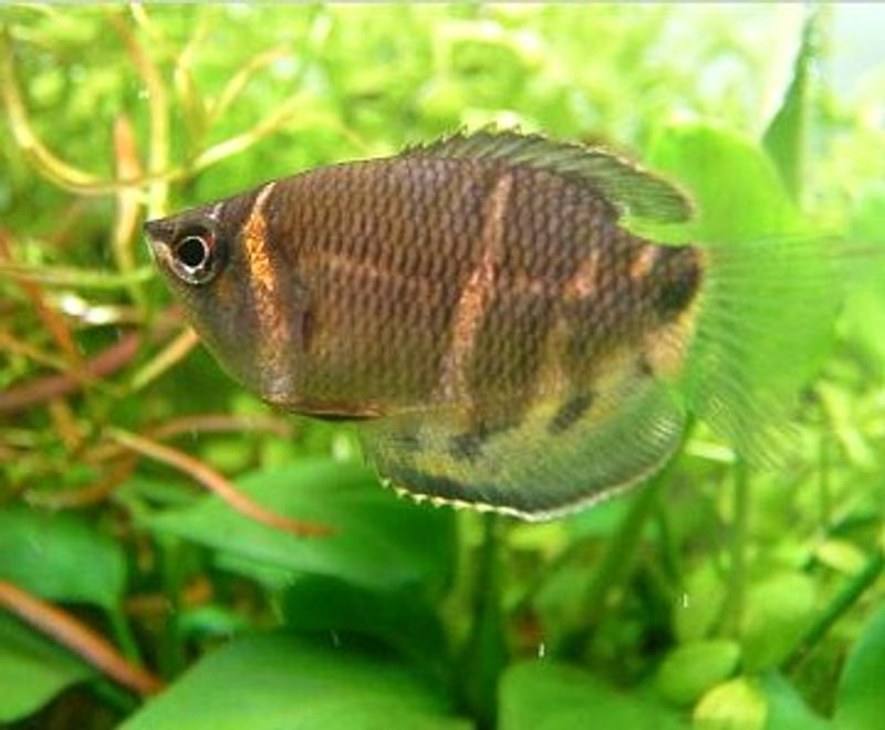 Взрослый шоколадный гурами Sphaerichthys osphromenoides с коричневой окраской и светлыми поперечными полосами