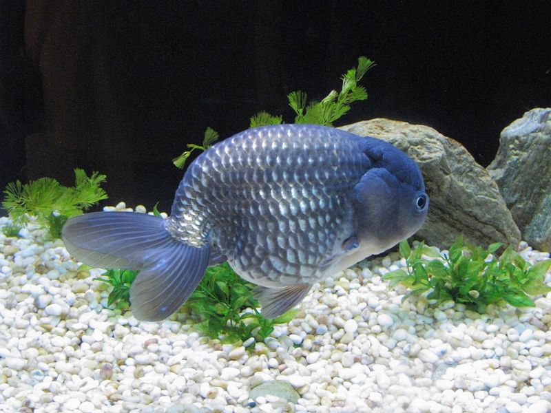 Ранчу сине-стального окраса (Blue Ranchu) мирно плавает в аквариуме