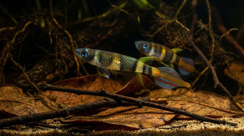 Пара рыб Epiplatys annulatus. Половой диморфизм щучки клоуна в биотопном нано аквариуме с растениями
