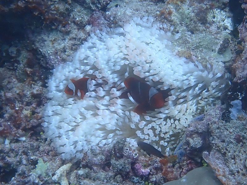 Клоун премнас в рифовом аквариуме среди живых декораций