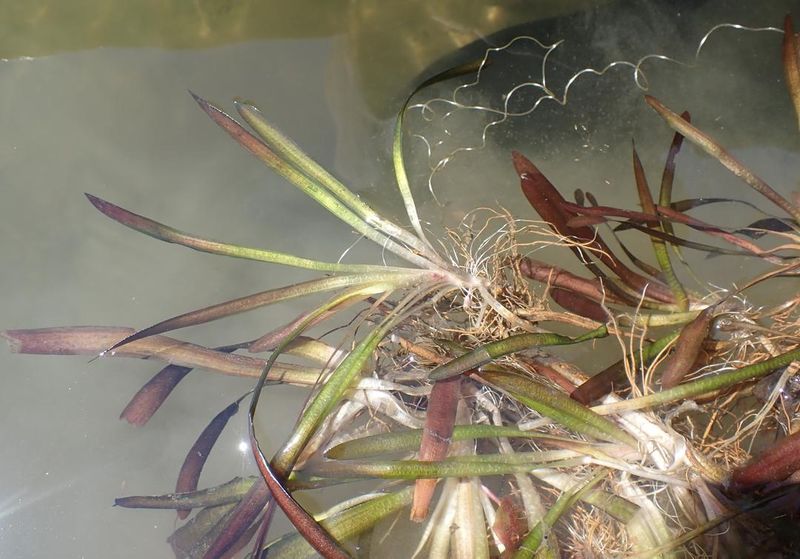 Погруженные побеги Vallisneria spiralis с закручивающимся спиральным цветоносом