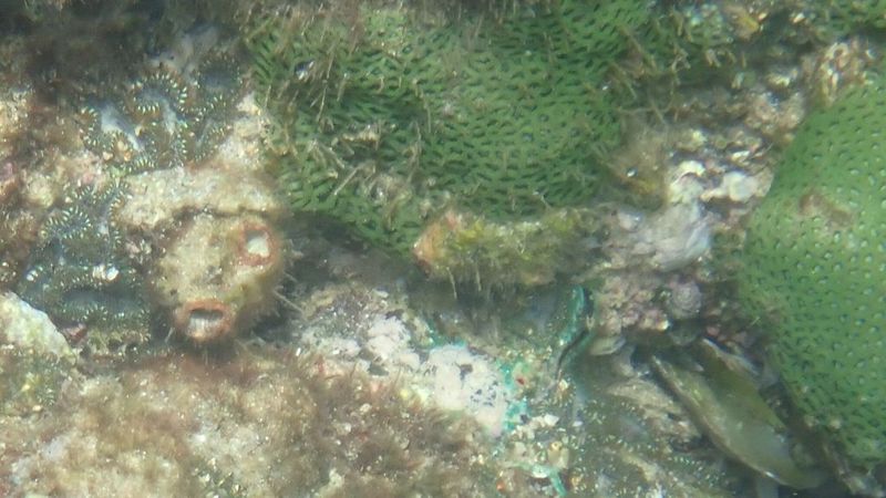 Колония зоантуса занзибарского Zoanthus sansibaricus на прибрежном шельфе острова Снупи в ОАЭ