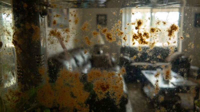 Вид изнутри на запущенный аквариум, стекло которого покрывает густой коричневый налет диатомовых водорослей