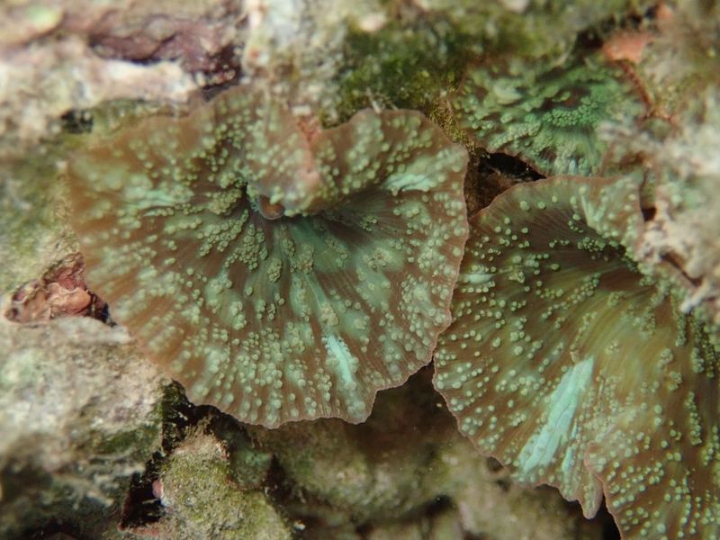 Раскрытый ротовой диск Discosoma nummiforme с четко выраженным центральным ротовым конусом