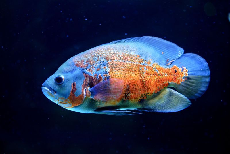 Оскар (Astronotus ocellatus) – самая распространённая «стартовая» хищная цихлида в хобби, но взрослая рыба всё равно требует банку от 280 литров.