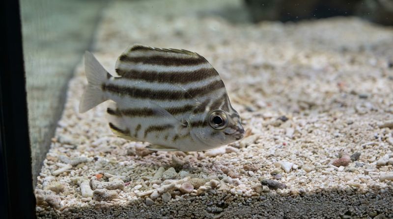 Бледный желтый полосатик на песчаном дне аквариума. Изменение окраски Microcanthus strigatus при стрессе или маскировке
