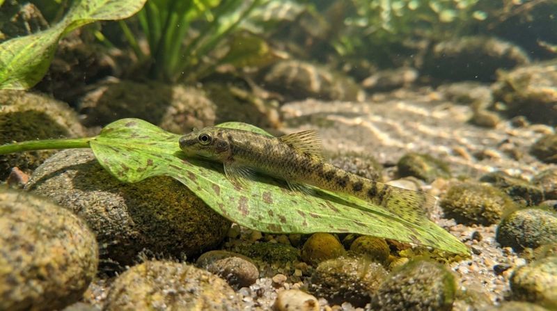 Молодой сиамский водорослеед лежит на широком зеленом листе водного растения, очищая его от мелких зеленых водорослей