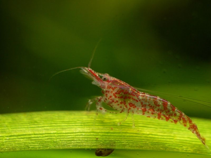 Кристальная креветка (Caridina cantonensis, окрас Crystal Red) – вид требовательнее вишнёвой к стабильности параметров воды