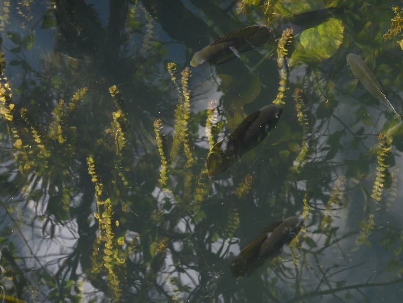 Погруженные ветвящиеся стебли роталы круглолистной Rotala rotundifolia в естественной среде (национальный парк Эверглейдс)