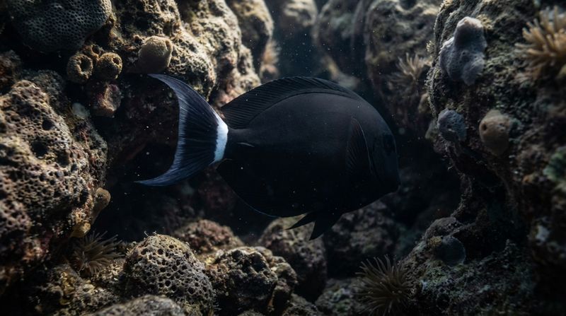 Черная морская рыба хирург Acanthurus в тени коралловых скал Красного моря демонстрирует камуфляж в естественной сред