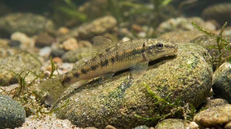 Рыбка сиамский водорослеед на крупном камне, покрытом водорослями, в аквариуме, качественно имитирующем речной биотоп