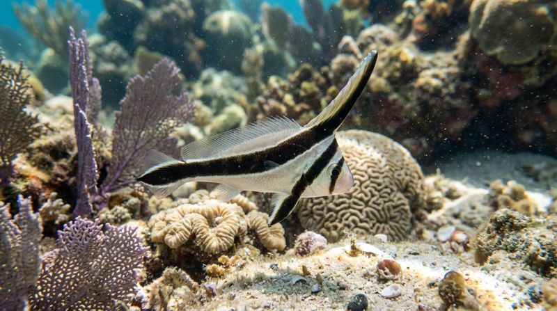 Внешний вид морской рыбы-ножа Eques lanceolatus. Контрастный черно-белый окрас и высокий спинной плавник аквариумной рыбы