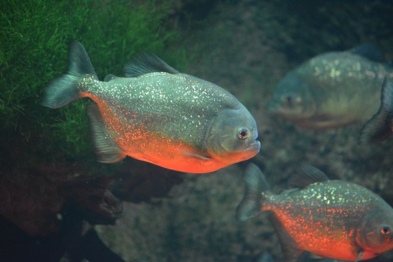 Красная пиранья Pygocentrus nattereri в большом пресноводном аквариуме Sea Life