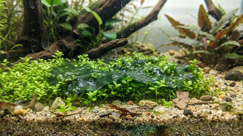 Плотная слизистая пленка сине-зеленых водорослей покрывает грунт и растения, когда необходимо применение химического пероксида