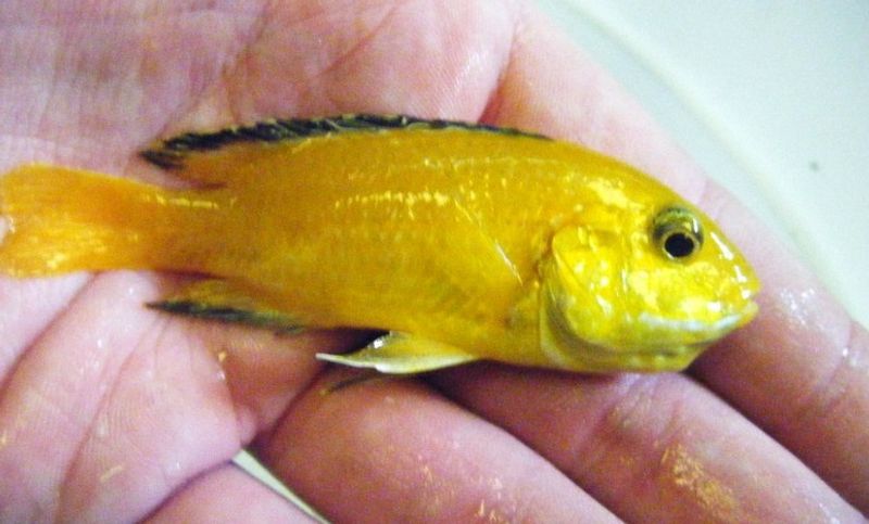 Самка Labidochromis caeruleus с увеличенной ротовой областью во время инкубации икры во рту