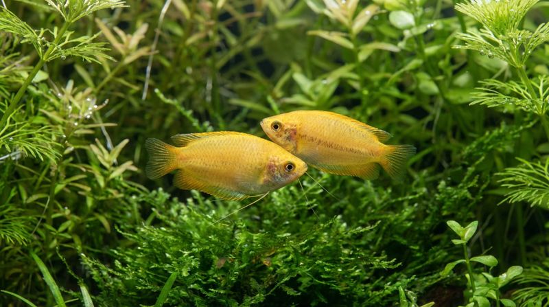 Две яркие желтые рыбки медовые гурами золотой морфы плавают среди густых зеленых зарослей в пресноводном аквариуме