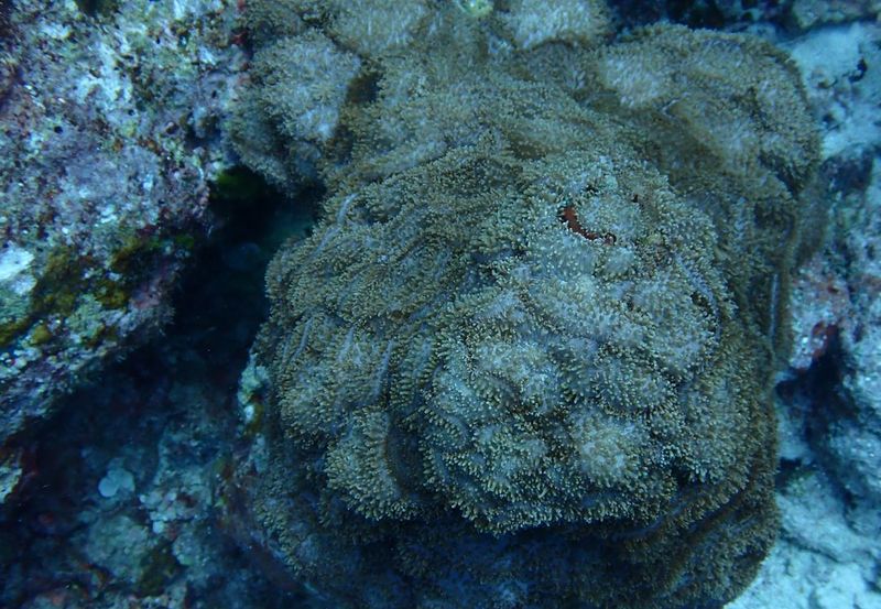 Расправленный ротовой диск Rhodactis rhodostoma с плотным ковром щупалец на атолле Лакшадвип