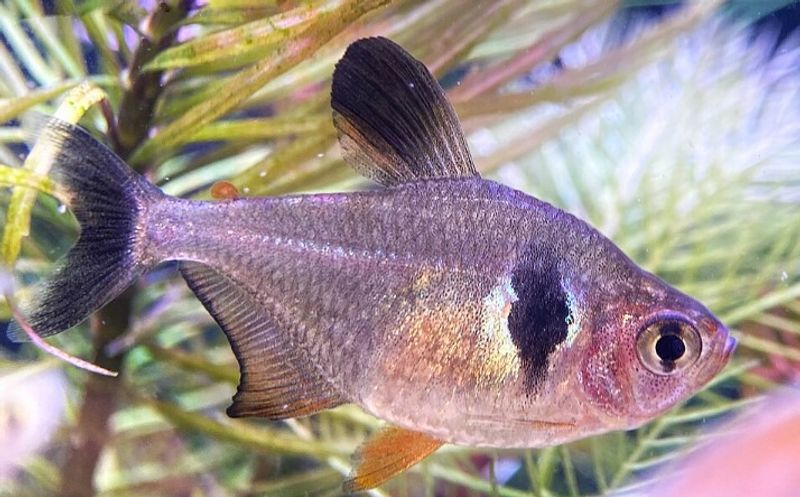 Чёрный фантом Megalamphodus megalopterus в пресноводном аквариуме с растительностью
