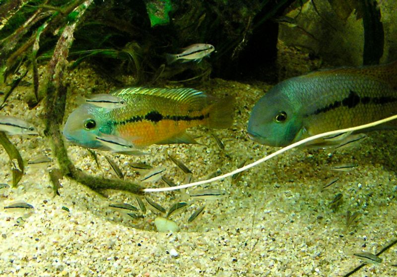 Никарагуанские цихлазомы Hypsophrys nicaraguensis у песчаного дна среди корней и мелких аквариумных рыб