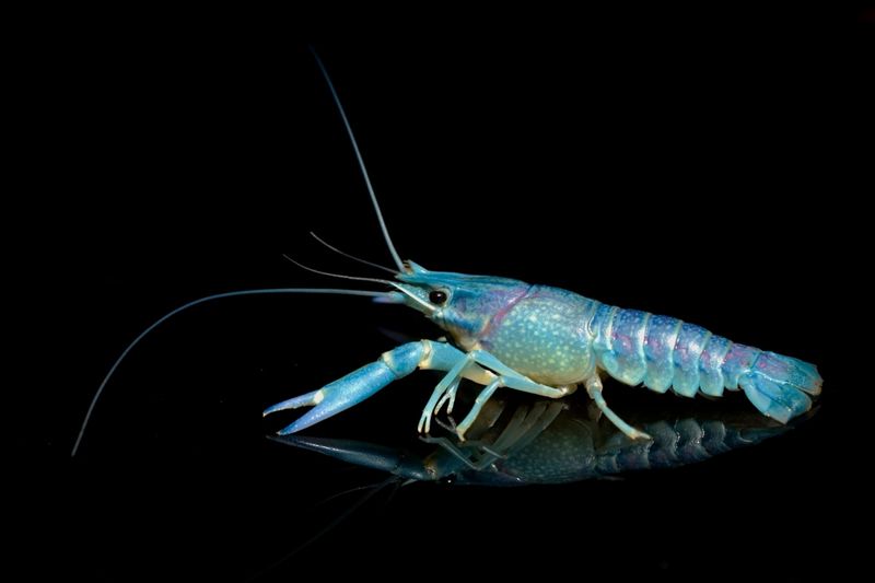 Насыщенная синяя окраска electric blue – на фото представитель другого вида (yabby, Cherax destructor), но именно такой цвет аквариумисты ценят и у флоридского голубого рака, о котором речь ниже