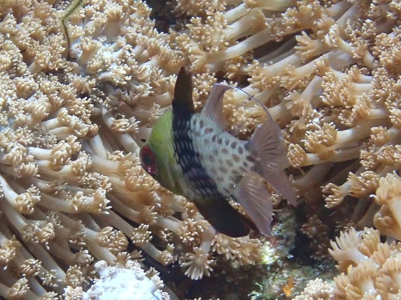 Сферомия пятнистая (Sphaeramia nematoptera) зависает над полипами мягкого коралла, демонстрируя удлинённый нитевидный луч второго спинного плавника