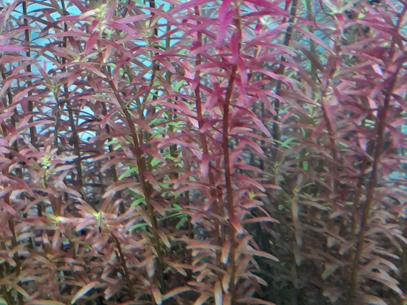 Плотная группа подводных побегов роталы круглолистной Rotala rotundifolia в аквариумной композиции
