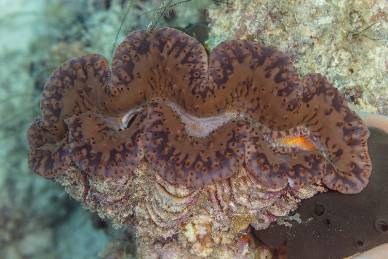 Оптические микролинзы мантии фокусируют свет на скоплениях зооксантелл Symbiodiniaceae