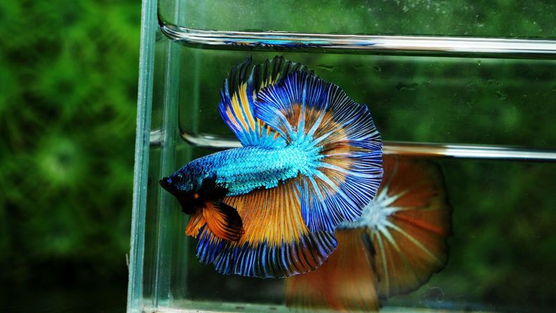 Петушок (Betta splendens) – самый узнаваемый представитель лабиринтовых рыб, но далеко не единственный