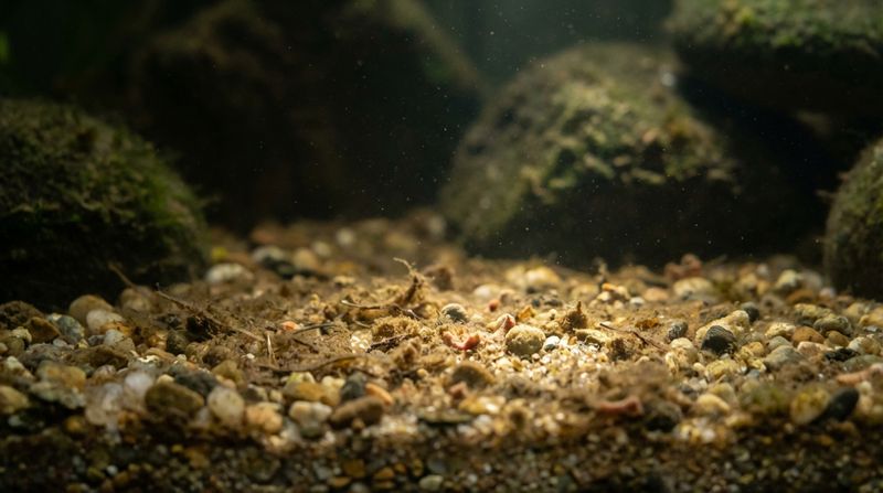 Лишняя органика на дне превращается в фосфаты, которые за пару дней могут сделать воду в аквариуме зеленой