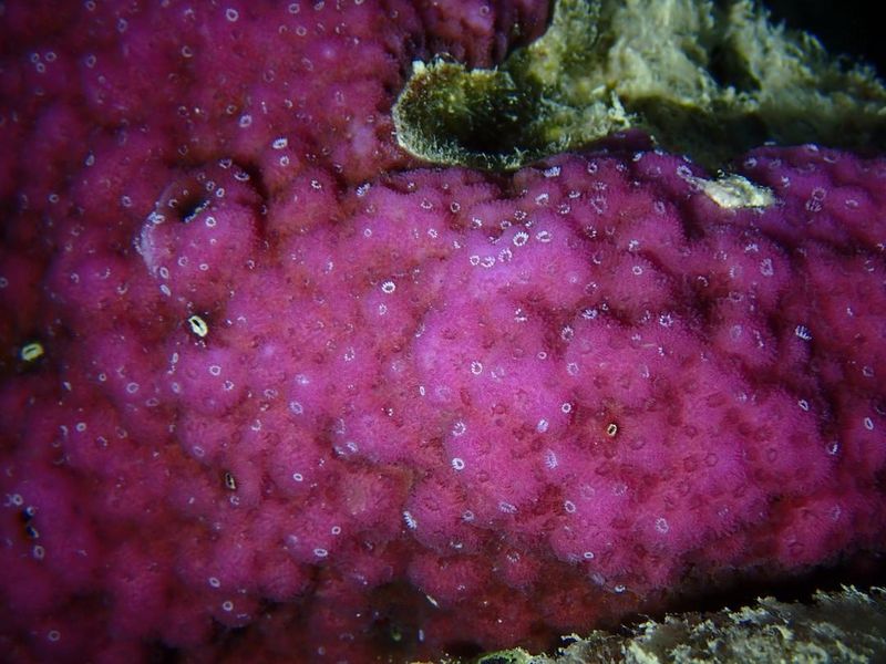 Развитая чашевидная колония Montipora, микроструктура полипов и кораллитов