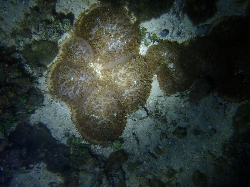 Родактис Rhodactis rhodostoma с развитыми бугорчатыми выростами на диске