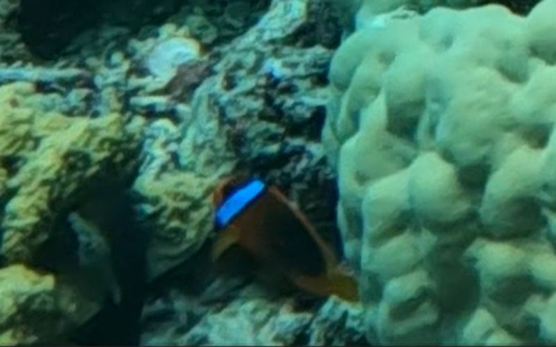 Клоун меланопус (Amphiprion melanopus) над каменистым грунтом около укрытия