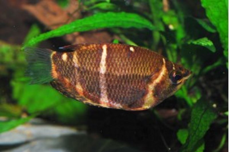 Шоколадный гурами Sphaerichthys osphromenoides на фотографии