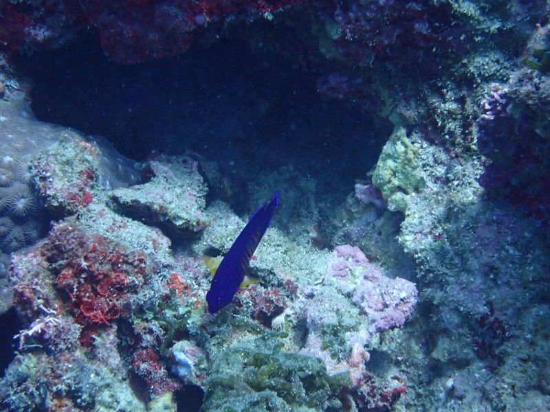 Центропиг обследует живой рифовый субстрат в поисках водорослей