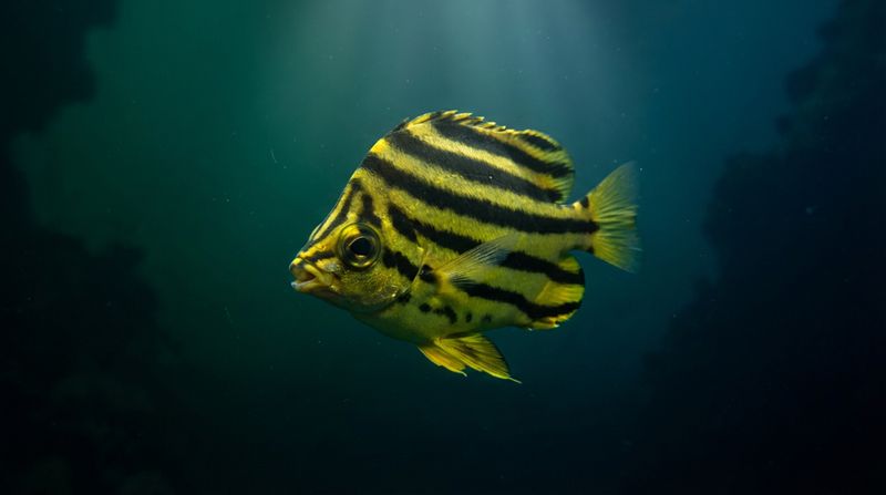 Морская рыба полосатик в глубокой воде. Microcanthus strigatus комфортно живет в прохладной воде до нижних слоев океана