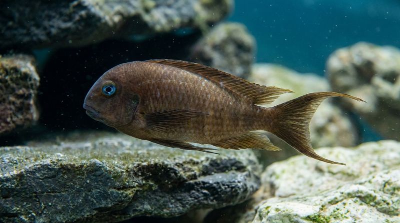 Трофеус аннектенс с голубым глазом и вильчатым хвостом плывёт среди камней в танганьикском аквариуме