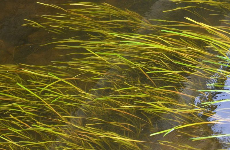 Плотные подводные заросли лентовидных листьев Vallisneria spiralis в русле чистой проточной реки