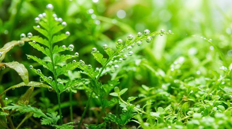 Водные растения насыщают воду кислородом
