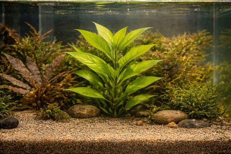 Лимонник в аквариуме под водой