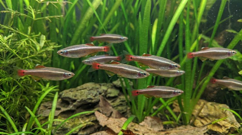 Стайка кардиналов Tanichthys albonubes плавает среди растений в аквариуме, где любители сохраняют редкий вид
