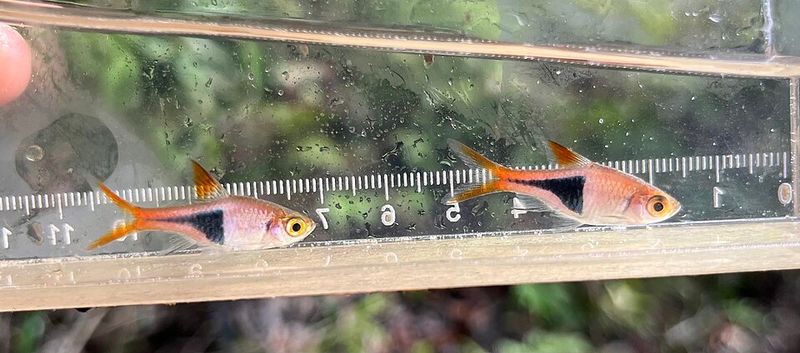 Клинопятнистая расбора Trigonostigma heteromorpha — возможный сосед шоколадного гурами