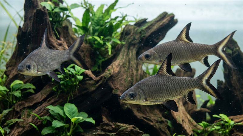 Стайка из трех серебряных акул плавает на фоне крупной декоративной коряги в просторном аквариуме